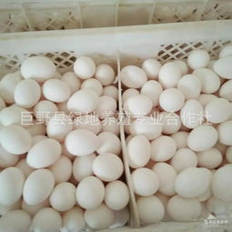 山東蛋白市場概覽 價(jià)格走勢、主要品牌廠家與豆制品銷售渠道分析